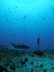 Shark, Magic Point by Doug Anderson 